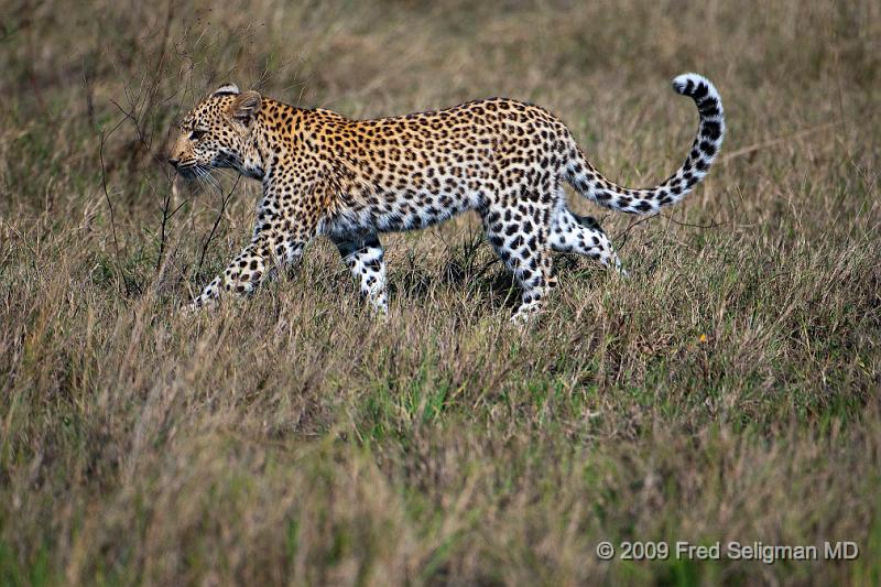 20090613_121247 D300 (1) X1.jpg - The Leopard in Africa mostly eats antelopes but has a diverse diet